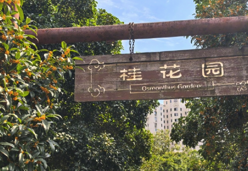 桂花到底什么时候开?近六年只有一年正常!