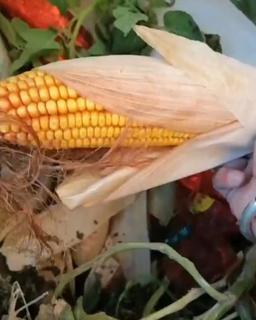 女子遭姑父棍杀案一审暂未宣判 亲属偷窃引发悲剧