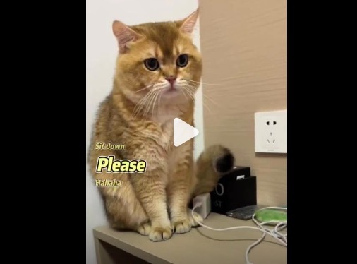 英国寄来的猫咪听不懂中文？