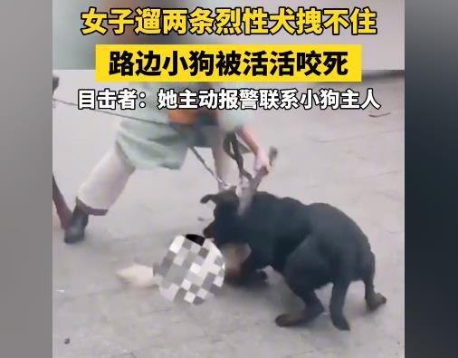 两只烈性犬扑咬小狗 女主人拉不住