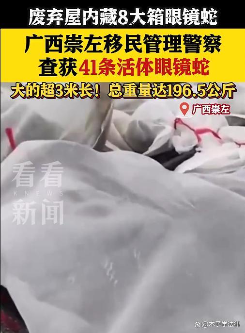 广西一废弃小屋内找到8箱眼镜蛇 非法行为引关注