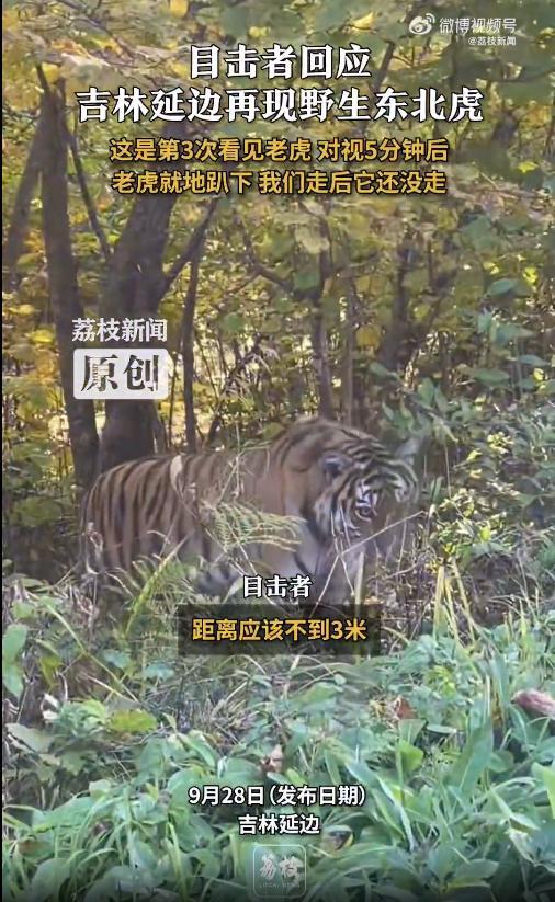 男子称偶遇野生东北虎 距离不到3米 已成年独立亚成体