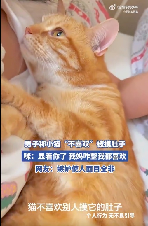 男子称小猫不喜欢被摸肚子