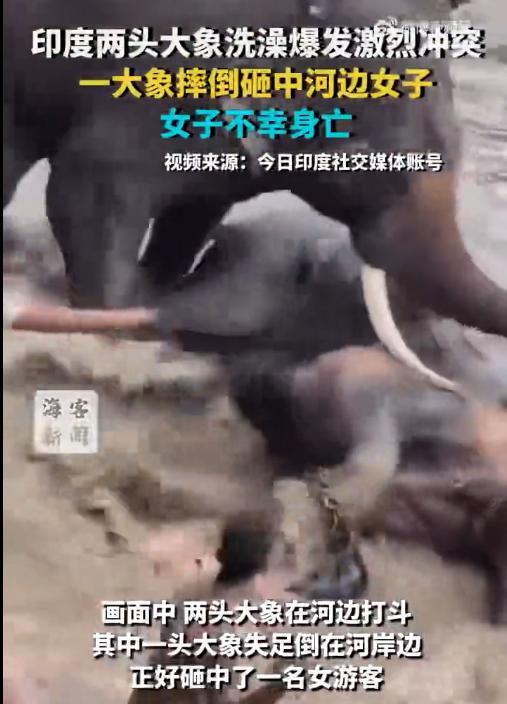 印度2只大象河边打斗一女子被砸死
