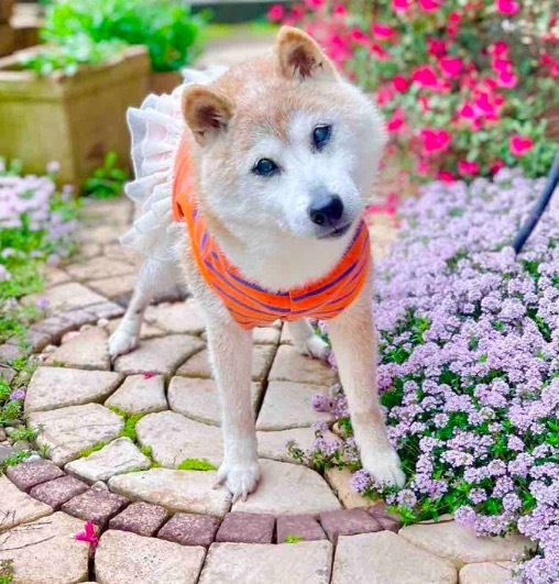 Doge表情包原型柴犬去世享年18岁 狗狗在汪星也会幸福的！