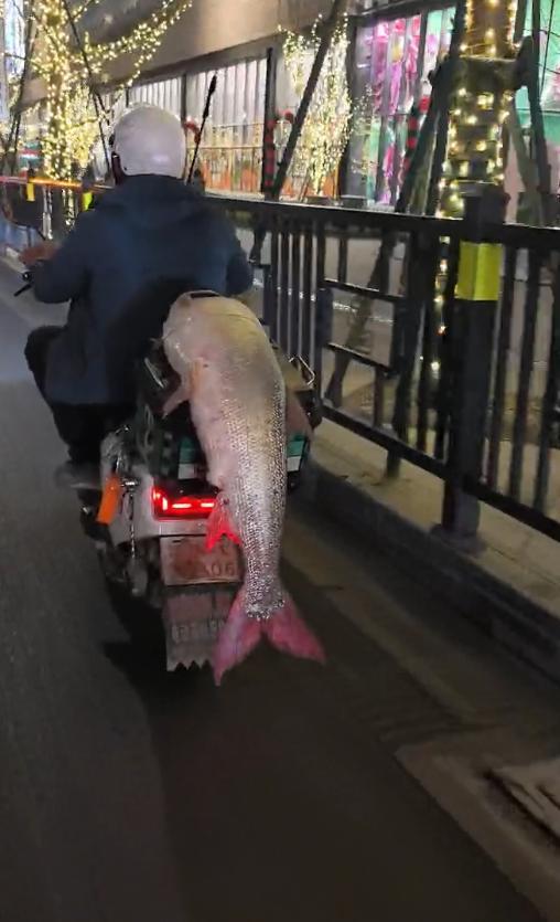 男子钓到超大鱼骑电动车满街“晒快乐” 绕城5小时炫耀