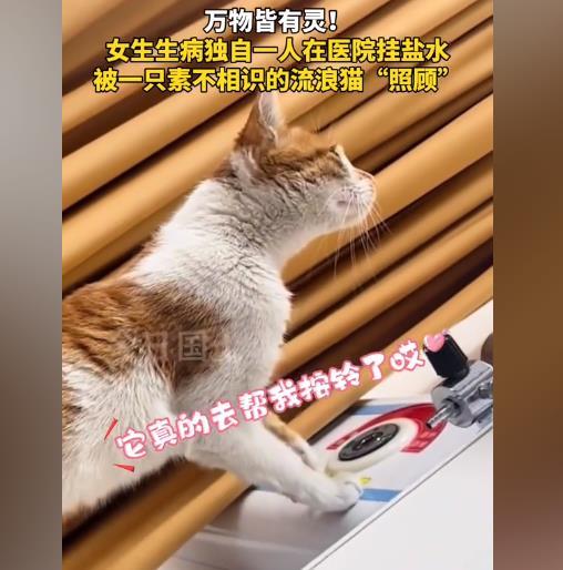 女子独自输液被陌生流浪猫照顾，全程帮盯着盐水