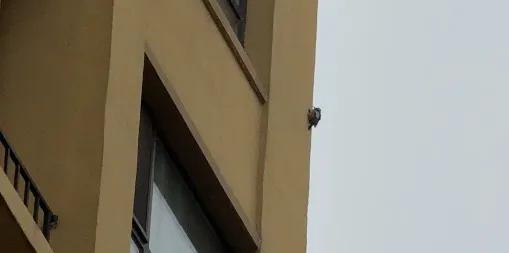 女子崩溃投诉装修噪音扰民 竟是啄木鸟“作案”