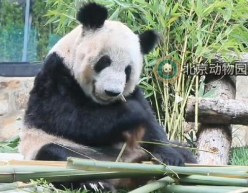 熊猫丫丫脸圆到没认出来！北动发一次丫丫视频，孟菲斯就被打脸一回