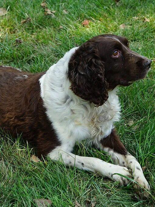 昆雷、爱虎、星星、欢欢在线寻新家 退役军犬待领养