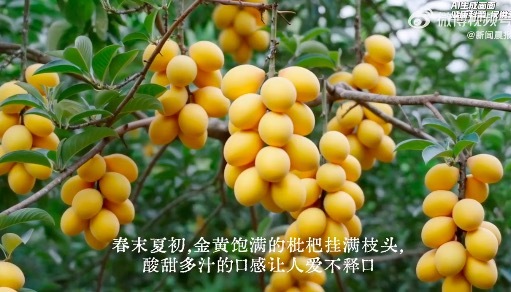 吃枇杷止咳误会大了！真正止咳的是枇杷叶，药师：你吃的只是“糖水”，叶子才是真主角