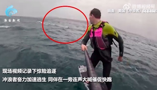 “它朝你扑来，快跑！”美国冲浪者遭鲨鱼尾随追击