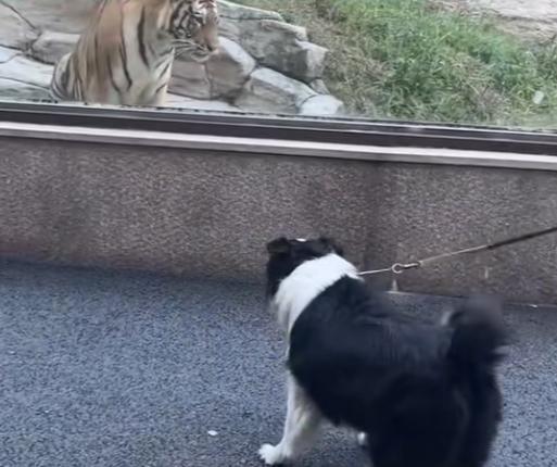 浙江，一条狗子隔着窗户对着一只老虎叫了一声，等它冲过来的时候，这条狗吓得向后退去，网友们都快笑哭了