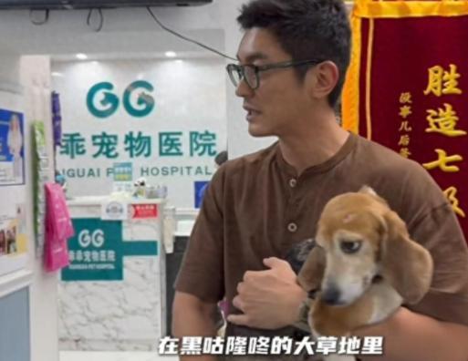 杜江霍思燕收养实验犬  它没有脾脏