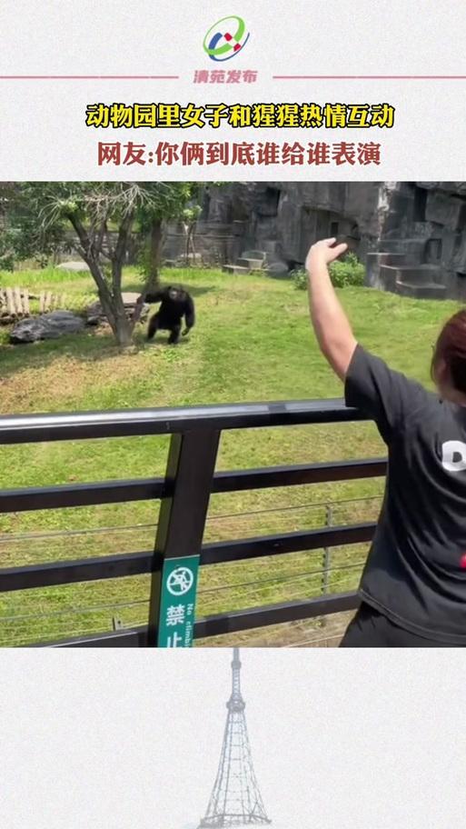 大猩猩反手投喂人類沙果,！長春動(dòng)物園上演跨物種對(duì)話
