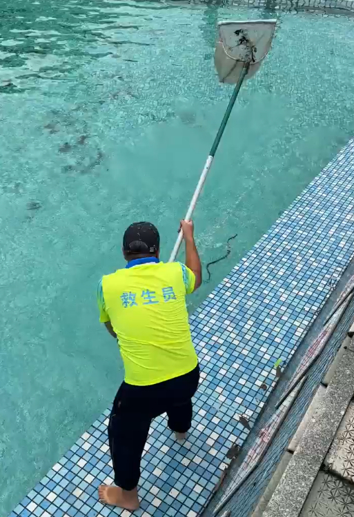 广东一景区泳池惊现游蛇 景区回应