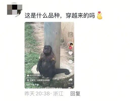 合肥野生動物園一猴子丑出圈 保育員稱其實(shí)很可愛