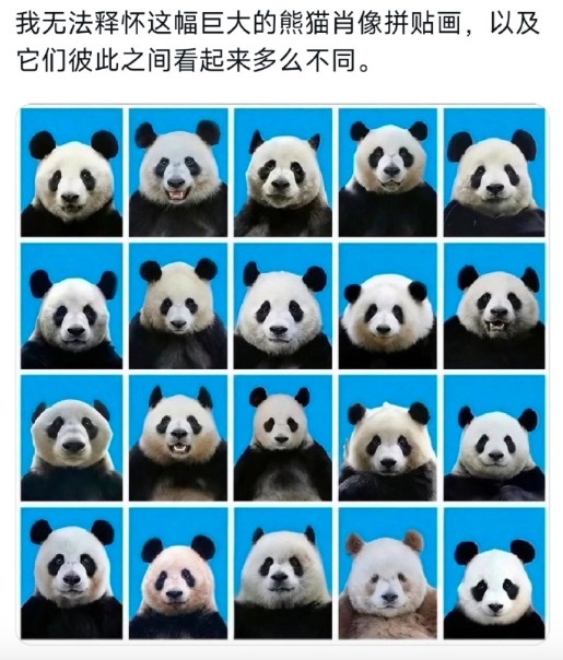 网友发现每只大熊猫都长得不一样
