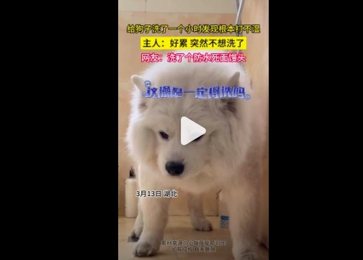 给萨摩耶洗澡绝对是一项“大工程” 萨摩耶洗澡半个小时了还没打湿