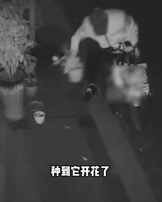实在气不过！妻子种的玫瑰花被偷 男子悬赏1千元抓偷花小偷