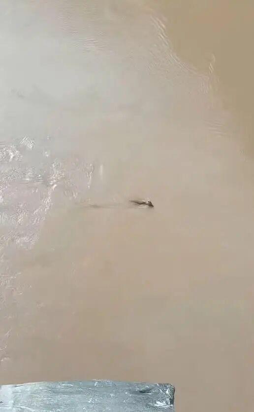 当地回应虎跳峡出现不明生物
