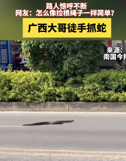 广西老表徒手抓起水中游动的蛇