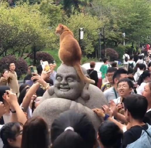 发现了鸡鸣寺的顶流“善喜” 被众多游客围住拍照、抚摸