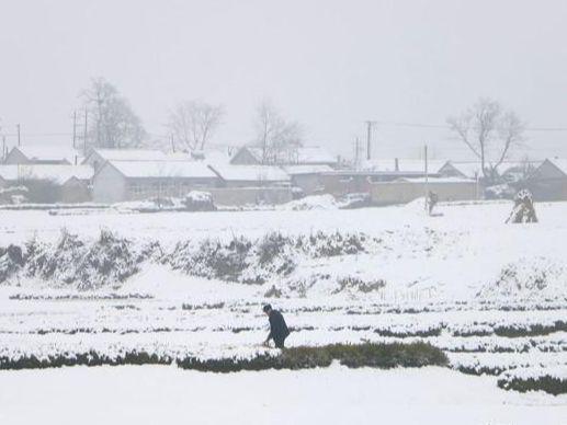 老話說“雪落七九頭，人畜都發(fā)愁” 啥意思,？