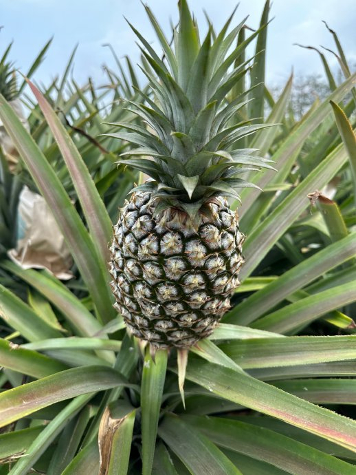 菠萝和凤梨是不是归拢种生果