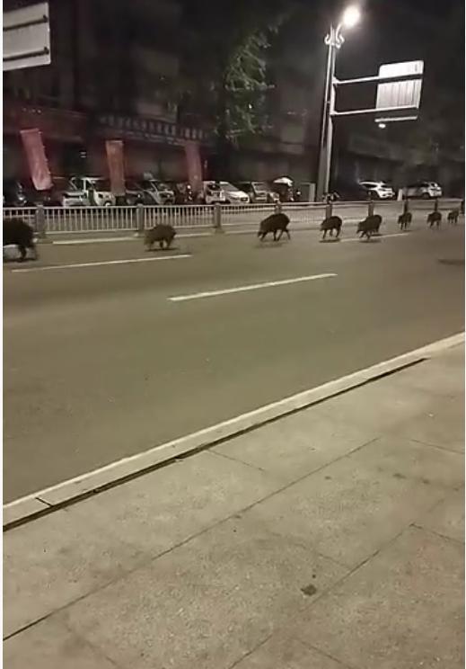 当地回应野猪凌晨“组团逛街”