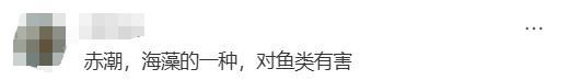 廣東多個沿海城市出現(xiàn)赤潮 海中“爆爆珠”引發(fā)關(guān)注