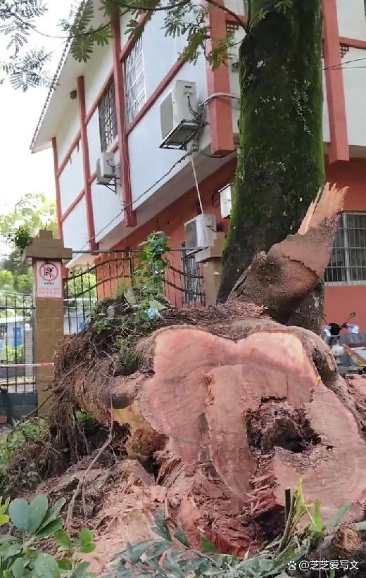 殡仪馆接到3名被大树砸中者遗体