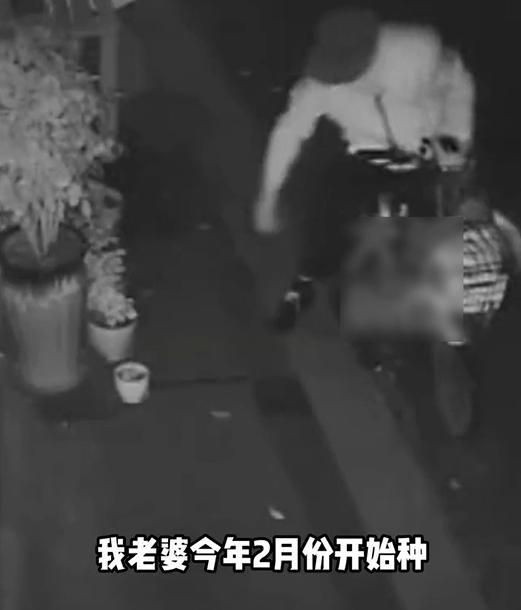 实在气不过！妻子种的玫瑰花被偷 男子悬赏1千元抓偷花小偷