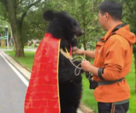 景区黑熊披法衣站立行走 部分旅客质疑是否为东谈主穿玩偶服扮演