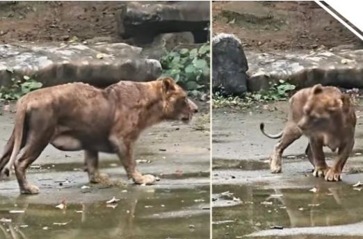 园方工作人员回应狮子脖颈凹陷