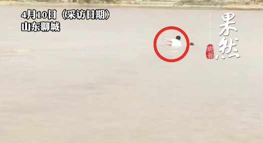 小伙飞奔下河救掉入黄河的女孩 英勇壮举获赞誉