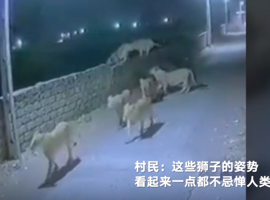 8只狮子进村吓坏村民，把村子当后花园 饿了就过来吃点家畜