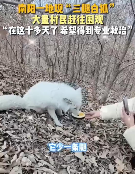 二月二河南南阳发现野生白狐