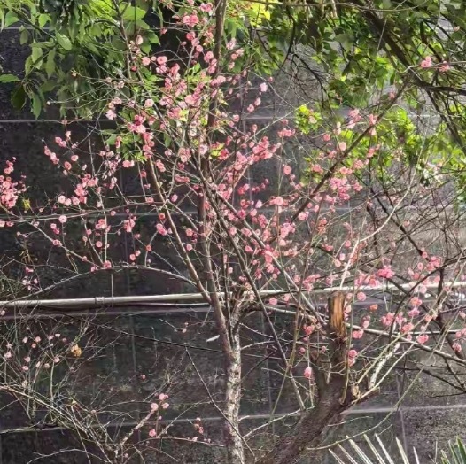 武汉暖冬开花提前又遇寒潮 形成"三冬如春"罕见景观