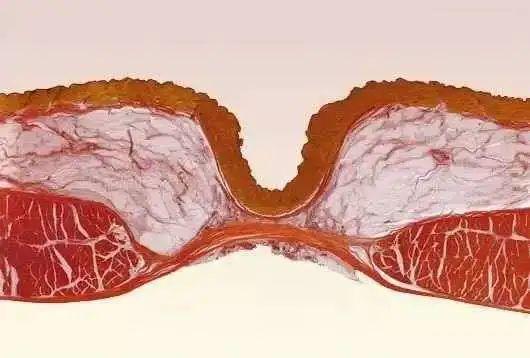 盖肚脐眼睡觉有科学依据吗？