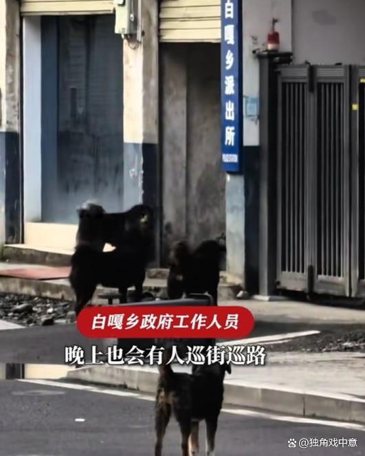 当地回应藏马熊被狗群追赶围堵 人熊冲突缩影