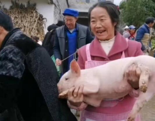 乡村小学奖励优生每人一头小猪崽 一共发了20头 被网友爆赞！