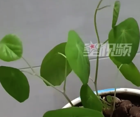 女子深夜拍到绿植转圈圈拼命生长 直呼太神奇了