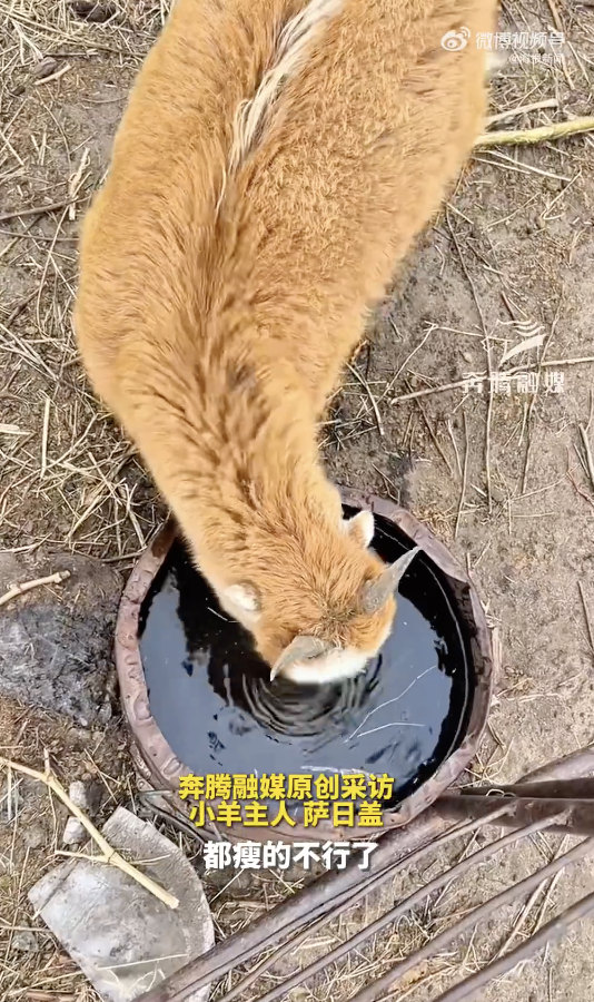 “羊坚强”被困1个月没喝水奇迹存活