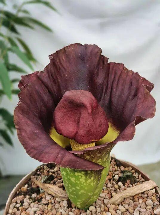 广州一植物时隔4年再次开花
