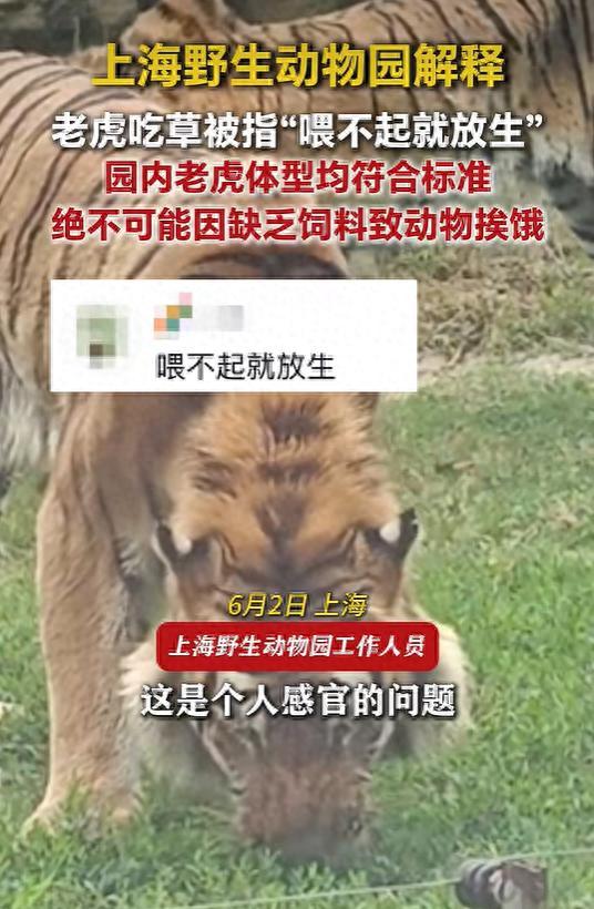 上海野生动物园回应老虎吃草质疑