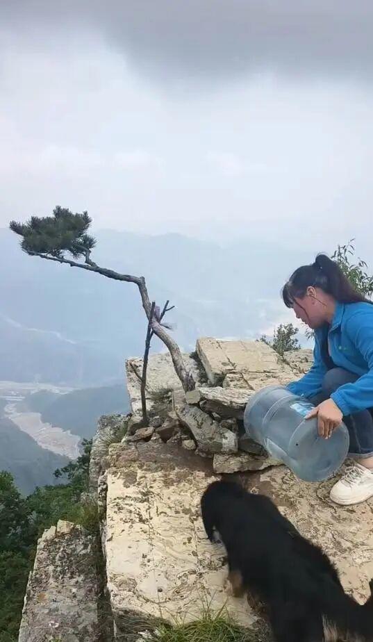 南太行网红小松树被偷偷还回 根部受损成活率低
