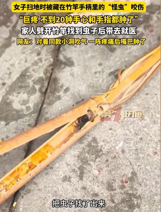 女子扫地时被扫把竹竿手柄里的“怪虫”咬伤 竹蜂引发关注