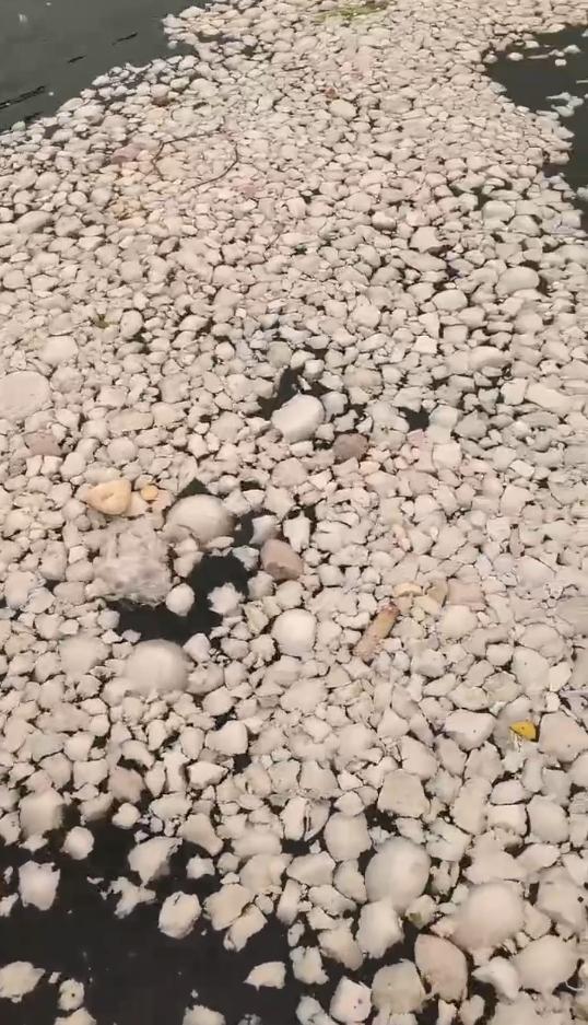 江面漂馒头 观鱼不喂鱼当成游客自觉 网红打卡地的生态警示