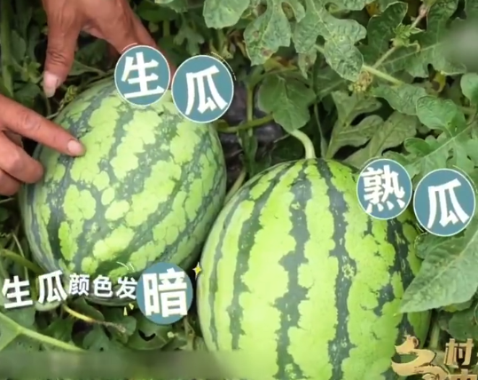 買西瓜一看二拍三比較！3招教你怎么挑熟西瓜